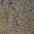 Golden Giant Amaranth